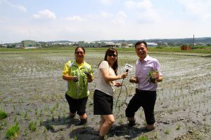 記者撩下去下田裡採訪體驗農民辛苦 花壇彩繪稻田新圖驣將再現