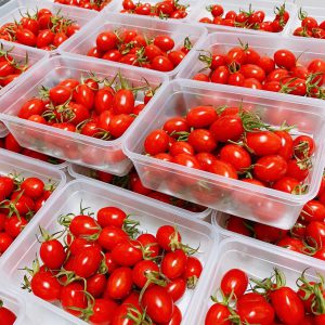 投身黃綠紅世界  嘉義青農棄高鐵職當農夫  種出爆甜溫室小番茄